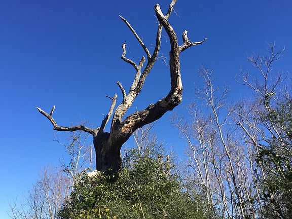 3rd image of Belle Fountaine Lot 52