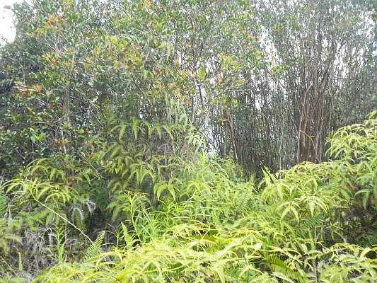 3rd image of Road 7 Opeapea Lot 4828