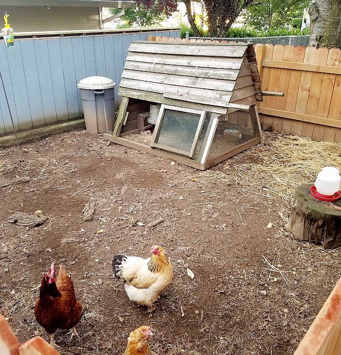 Chicken Coop