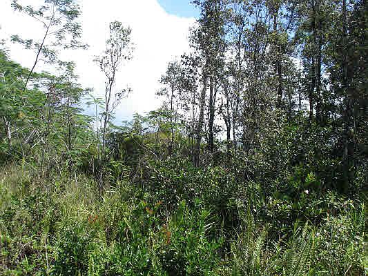 1st image of Paradise Dr