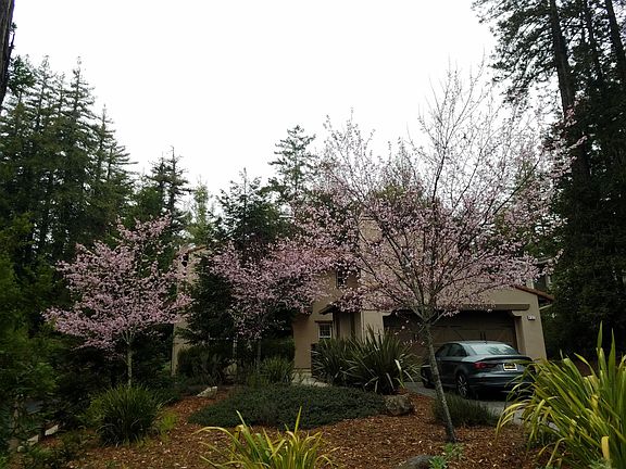 2nd image of 437 Henry Cowell Dr