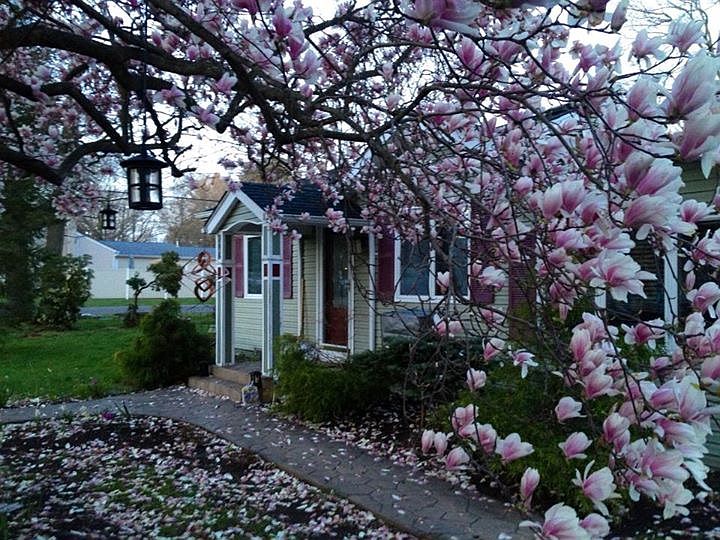 Magnolia in bloom