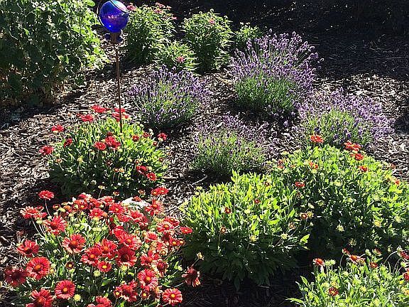 Back yard pollinator garden