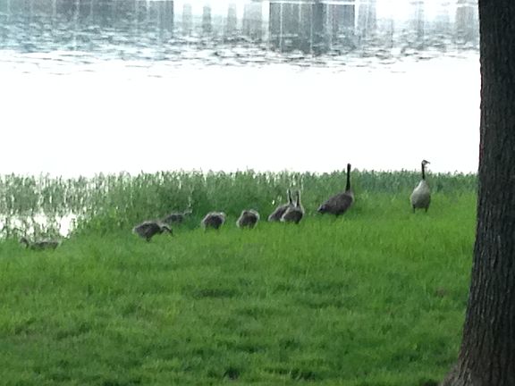 Lots of birds and ducks to watch