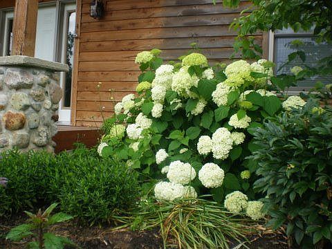Hydrangia in July Front Door