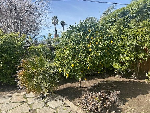 Meyer's Lemon tree
