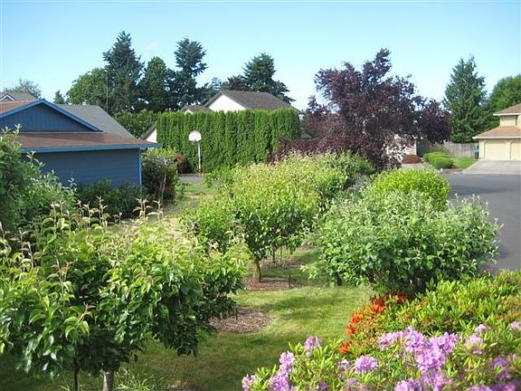 Cherry, Plum, Asian pear, & Apple trees, flowers, 18 blueberries, RoseofSharon