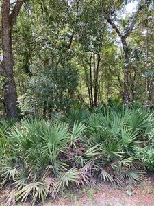 15820 Wilson Parrish Rd, Umatilla, FL, 32784