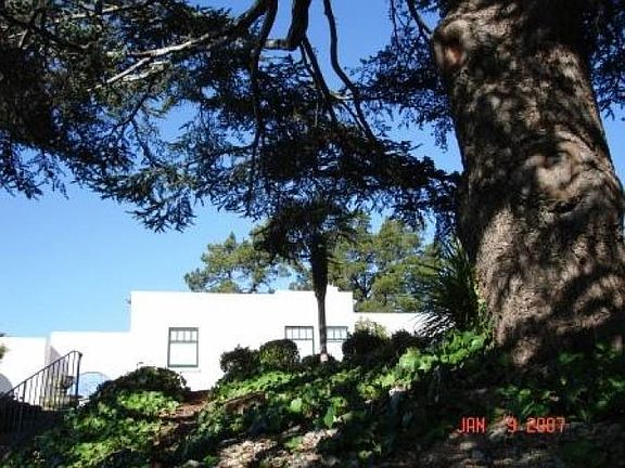 Shade under Cedar Tree