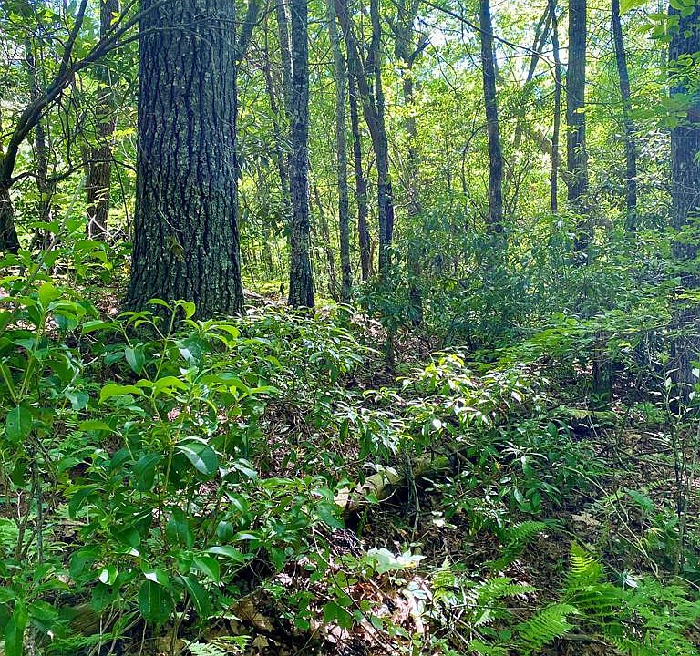 1st image of 0 Deer Run Rd Lot 25