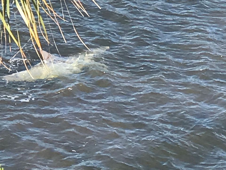 Dolphins 