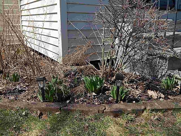 Blooms are coming soon