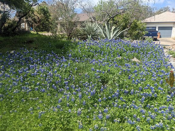 The front yard is taken over by bluebonnets and other wildflowers every spring!