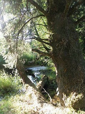 Tillamook River