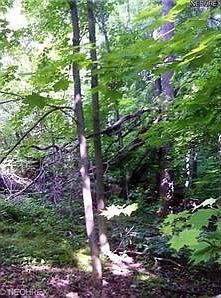 2nd image of 12334 Pekin Rd