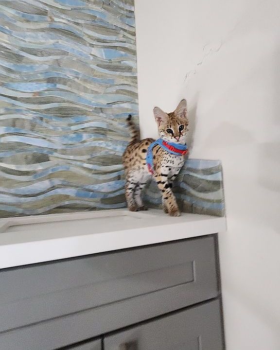 1501 Welburn Ave, Gilroy, CA 95020 Zillow