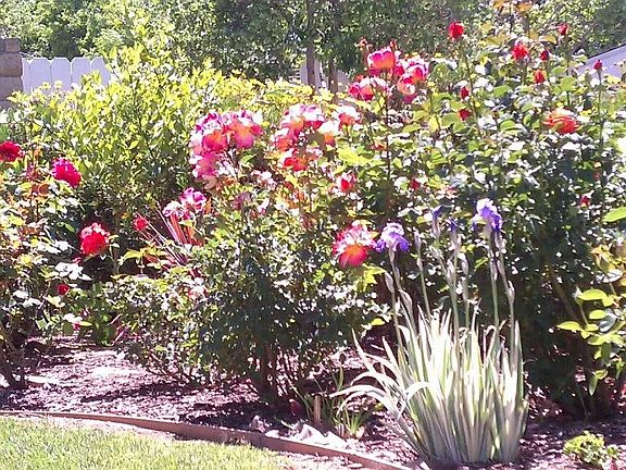 drought tolerant plants