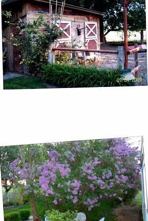cabin and yard