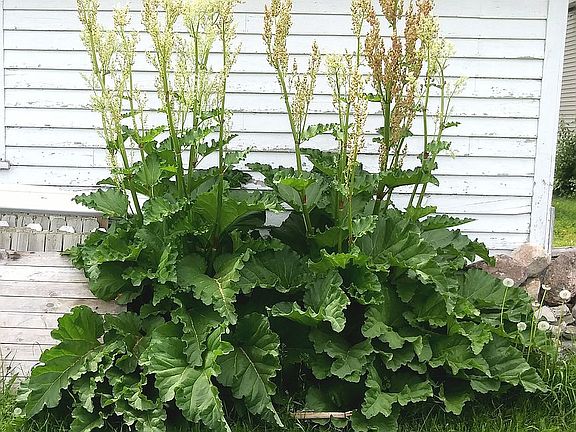 Rhubarb plants