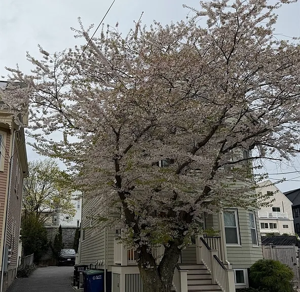110 Albion St #1 — Photo 19
