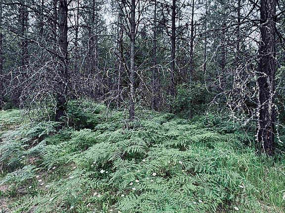 3rd image of 58 Bugling Elk Ln