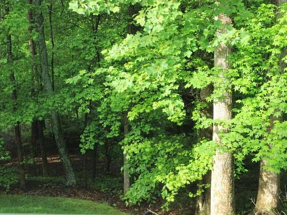 woods