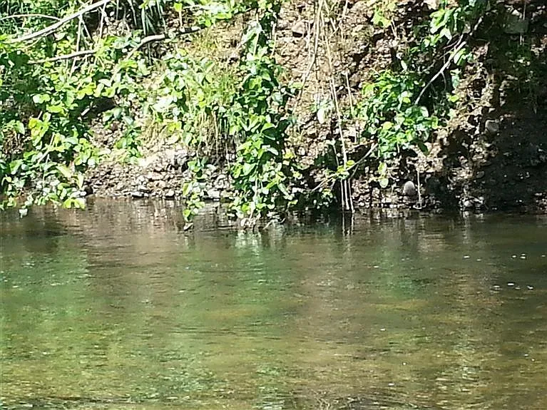 425 Magerle Ln photo 1