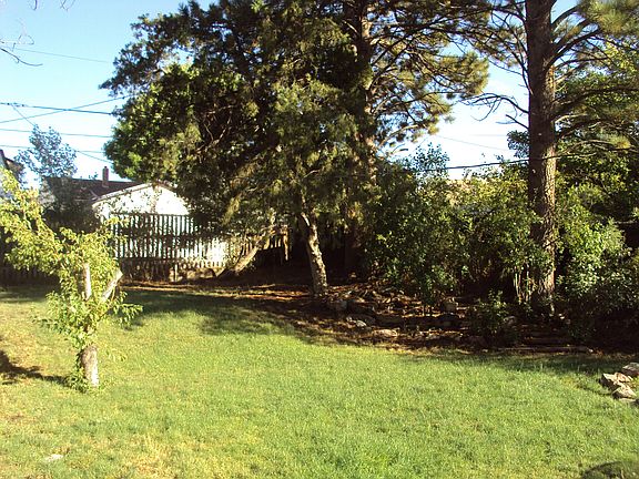 60' mature pine trees