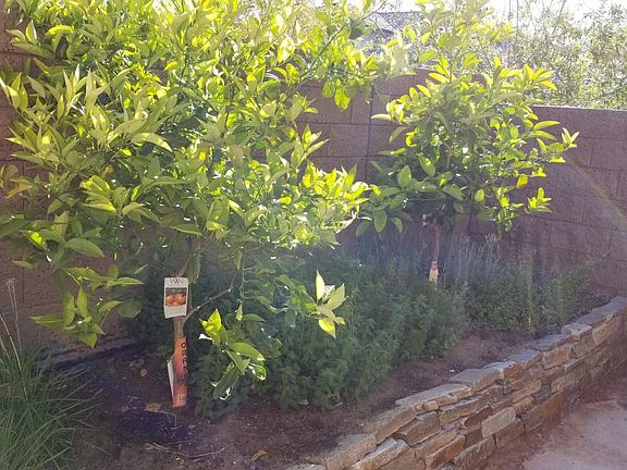 2733 Moliere Court - Fruit Trees