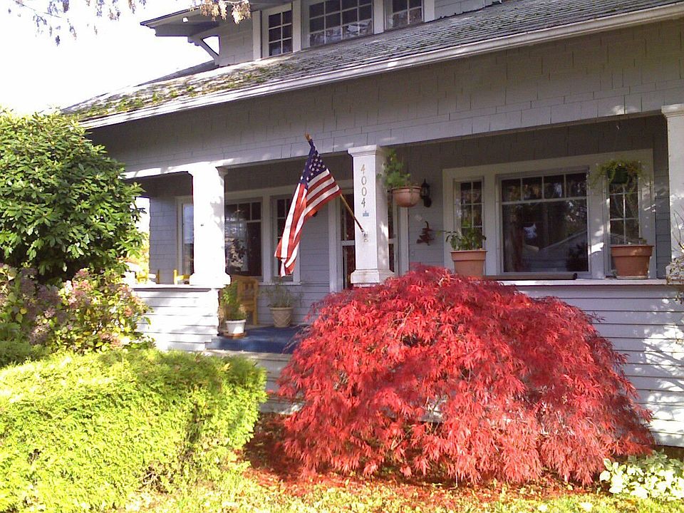Acer Palmatum, Asters, Iand 2 large burning bushes) provide Fall color