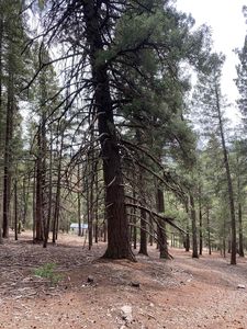 Squirrel Ln, Cloudcroft, NM, 88317