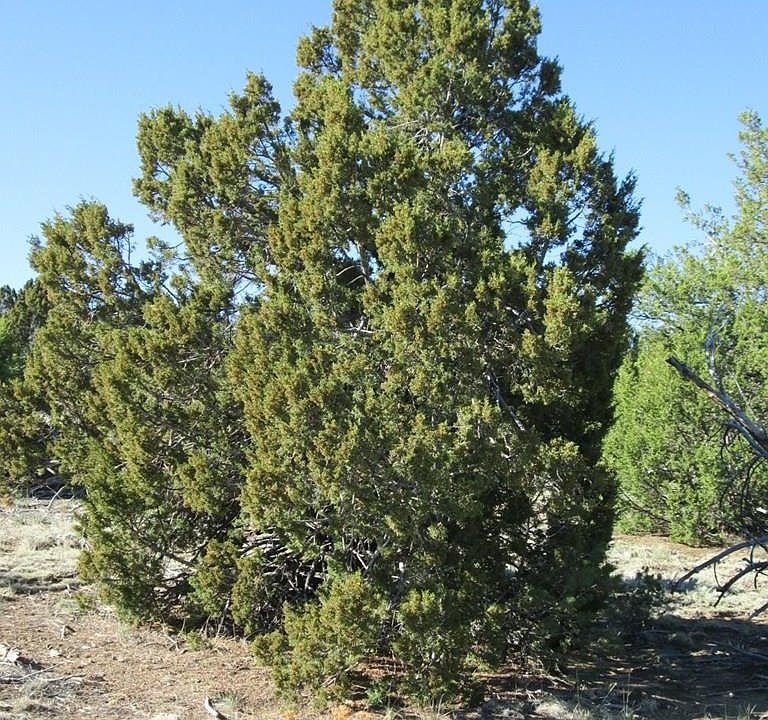 342 Rio Cucharas, Walsenburg, CO 81089 Zillow