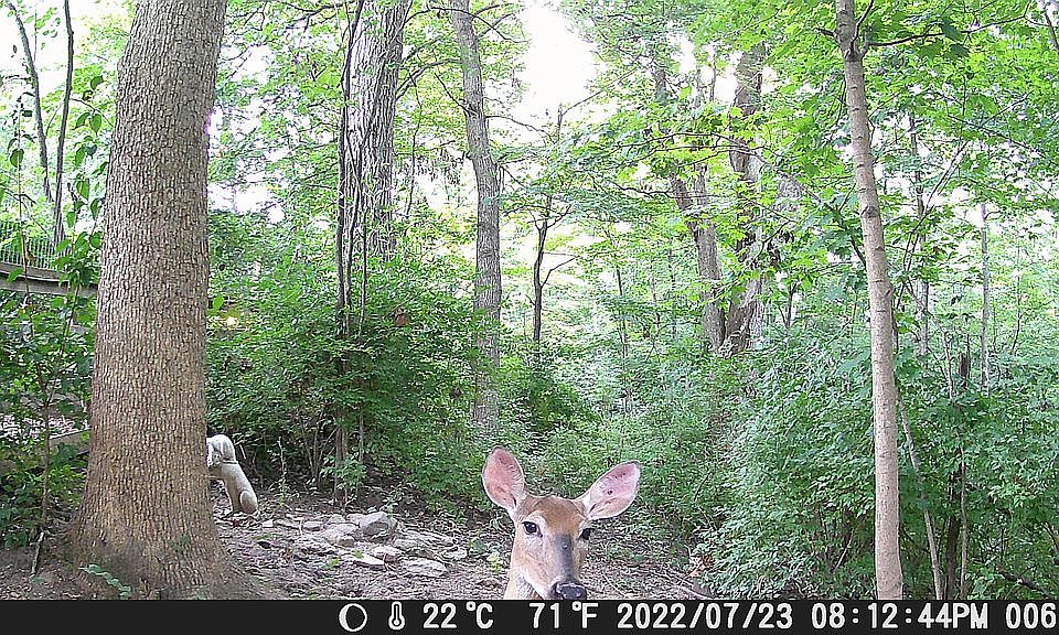 1st image of 1734 Cornelius Ln