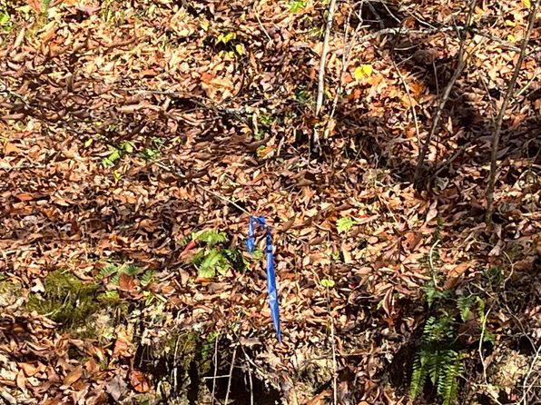 Mud Lick Rd, Walkersville, WV 26447