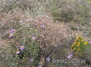 5th image of 30561 Elk Mdws