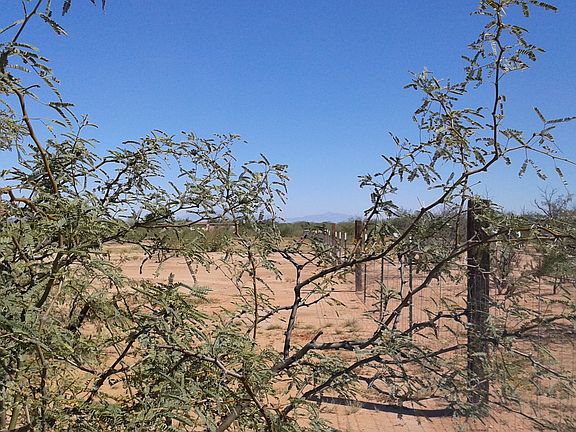 Many young mesquite trees