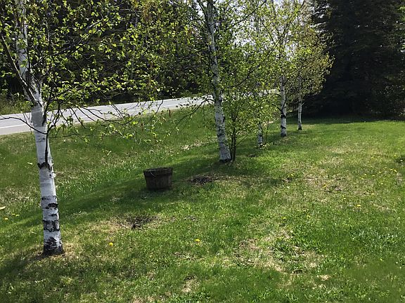 Front yard w/ Birch Trees 