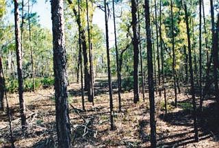 2nd image of 5286 W Yearling Dr