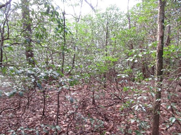 3rd image of 11 Matthews Creek Ln