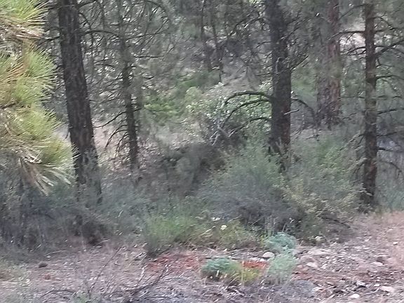 5th image of 542 Elk Creek Road #3.05 acres