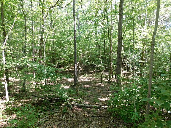 Wooded area along trail