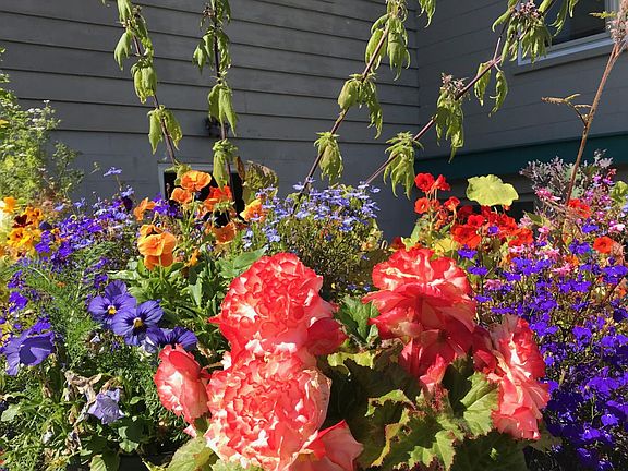 Patio flowers