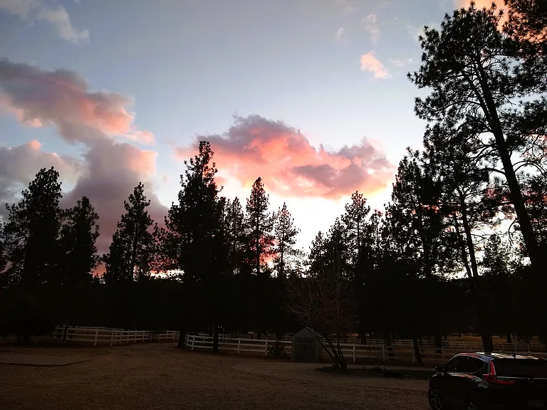 The Incredible Majestic Pines at Dusk