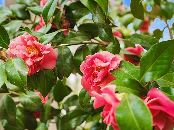 4th image of 7004 Ferrell Woods Ln