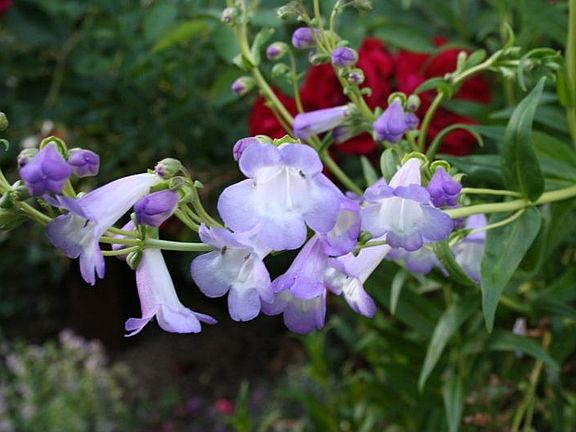 Hummingbird favorites