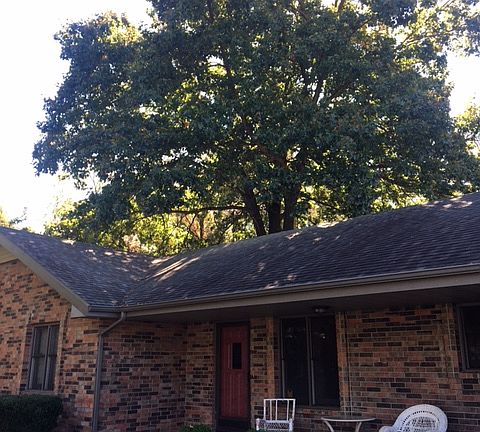 Beautiful mature trees