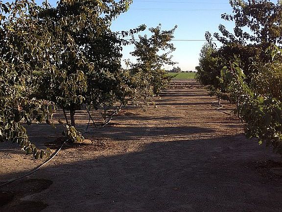 50 tree fruit orchard