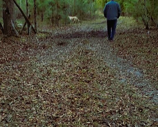 Peaceful walks with animals