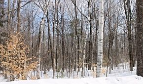 1st image of 0 Birch Hill Rd