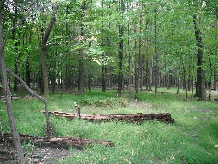 Wooded Acreage
